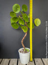 Pilea peperomioides on stem, organically grown tropical plants for sale at TOMs FLOWer CLUB.Pilea peperomioides on stem, organically grown tropical plants for sale at TOMs FLOWer CLUB.