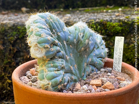 Pilosocereus Leucocephalus Cristata, old man cactus, cristata, crested cactus, organically grown in TOMs FLOWer CLUB.