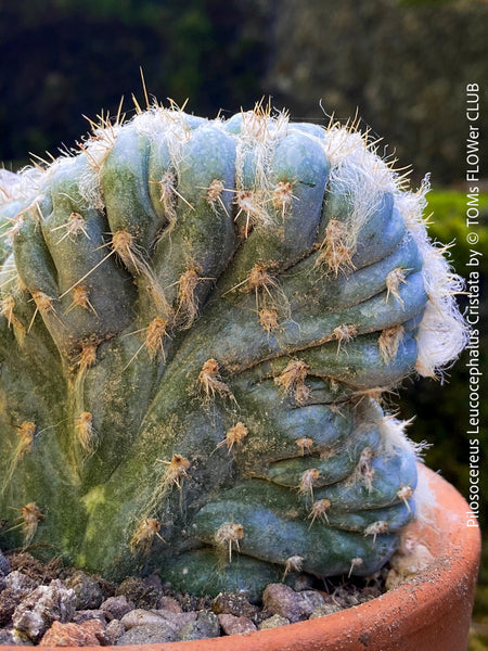 Pilosocereus Leucocephalus Cristata, old man cactus, cristata, crested cactus, organically grown in TOMs FLOWer CLUB.