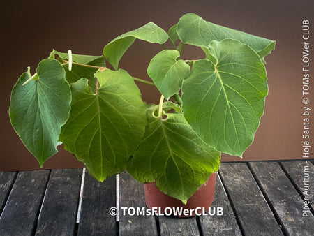 Hoja Santa / Piper auritum, Mexican Pepperleaf, Root Beer Plant, Hierba Santa organically grown tropical plants for sale at TOMs FLOWer CLUB.