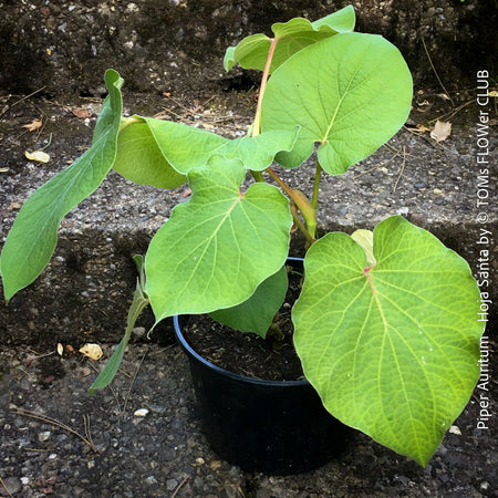 Hoja Santa / Piper auritum, Mexican Pepperleaf, Root Beer Plant, Hierba Santa organically grown tropical plants for sale at TOMs FLOWer CLUB.