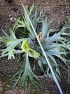 Platycerium bifurcatum, Hirschgeweihfarn, elkhorn fern, organically grown tropical plants for sale at TOMs FLOWer CLUB.