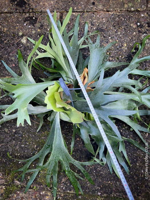 Platycerium bifurcatum, Hirschgeweihfarn, elkhorn fern, organically grown tropical plants for sale at TOMs FLOWer CLUB.