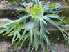 Platycerium bifurcatum, Hirschgeweihfarn, elkhorn fern, organically grown tropical plants for sale at TOMs FLOWer CLUB.