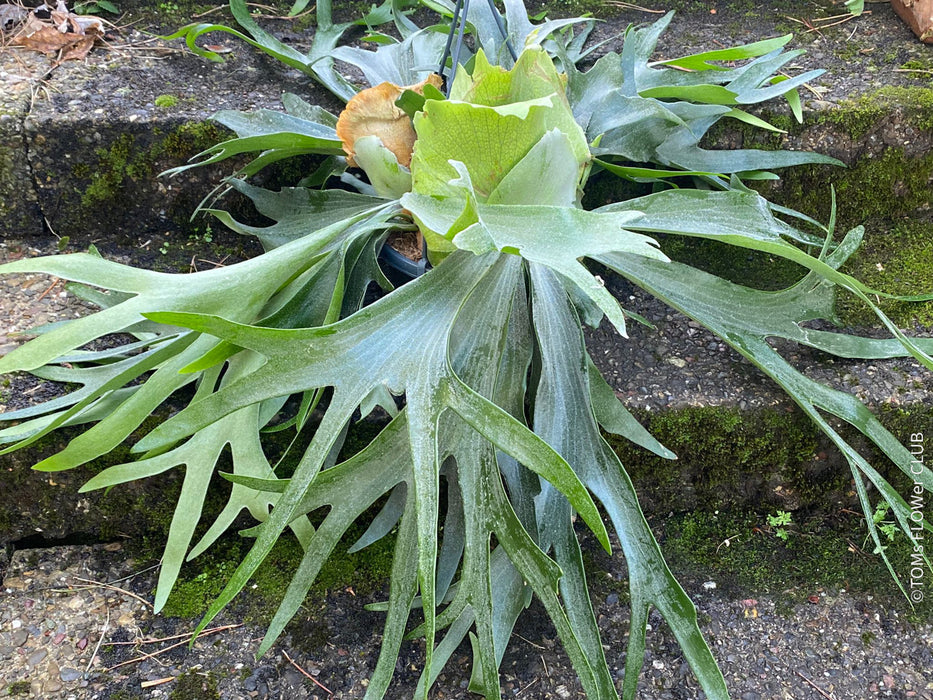 Platycerium bifurcatum, Hirschgeweihfarn, elkhorn fern, organically grown tropical plants for sale at TOMs FLOWer CLUB.