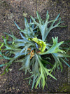 Platycerium bifurcatum, Hirschgeweihfarn, elkhorn fern, organically grown tropical plants for sale at TOMs FLOWer CLUB.