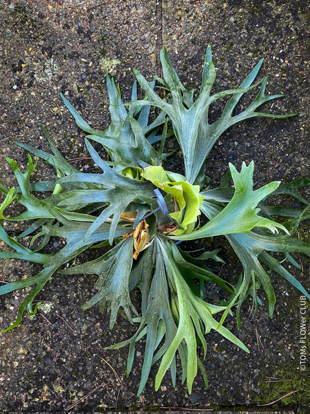 Platycerium bifurcatum, Hirschgeweihfarn, elkhorn fern, organically grown tropical plants for sale at TOMs FLOWer CLUB.