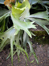 Platycerium bifurcatum, Hirschgeweihfarn, elkhorn fern, organically grown tropical plants for sale at TOMs FLOWer CLUB.