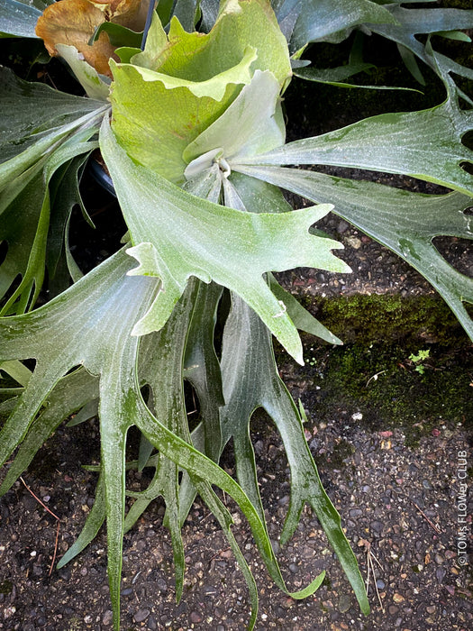 Platycerium bifurcatum, Hirschgeweihfarn, elkhorn fern, organically grown tropical plants for sale at TOMs FLOWer CLUB.