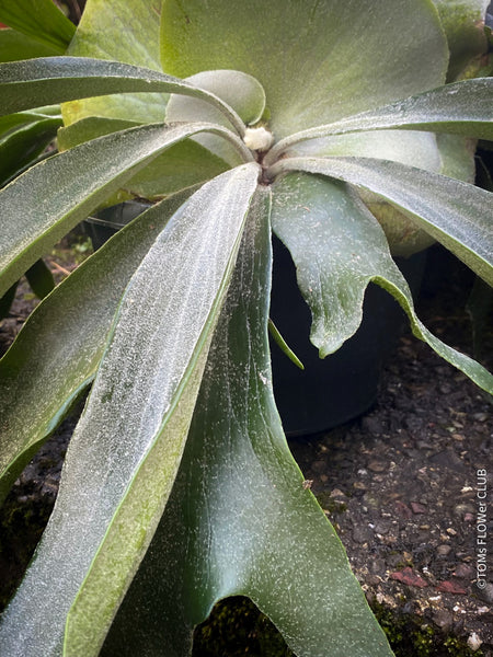 Platycerium bifurcatum, Hirschgeweihfarn, elkhorn fern, organically grown tropical plants for sale at TOMs FLOWer CLUB.