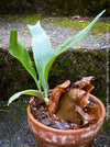 Platycerium bifurcatum, Hirschgeweihfarn, elkhorn fern, organically grown tropical plants for sale at TOMs FLOWer CLUB.