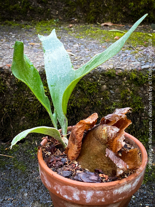Platycerium bifurcatum, Hirschgeweihfarn, elkhorn fern, organically grown tropical plants for sale at TOMs FLOWer CLUB.