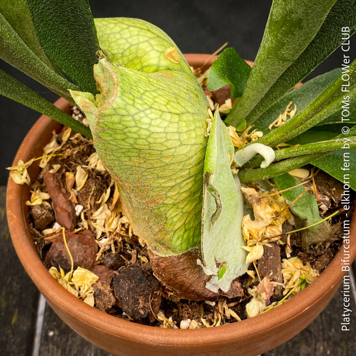 Platycerium bifurcatum, Hirschgeweihfarn, elkhorn fern, organically grown tropical plants for sale at TOMs FLOWer CLUB.