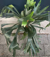 Platycerium bifurcatum, Hirschgeweihfarn, elkhorn fern, organically grown tropical plants for sale at TOMs FLOWer CLUB.