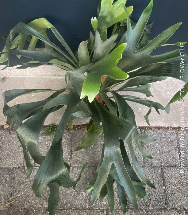Platycerium bifurcatum, Hirschgeweihfarn, elkhorn fern, organically grown tropical plants for sale at TOMs FLOWer CLUB.