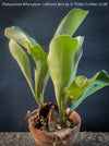 Platycerium bifurcatum, Hirschgeweihfarn, elkhorn fern, organically grown tropical plants for sale at TOMs FLOWer CLUB.