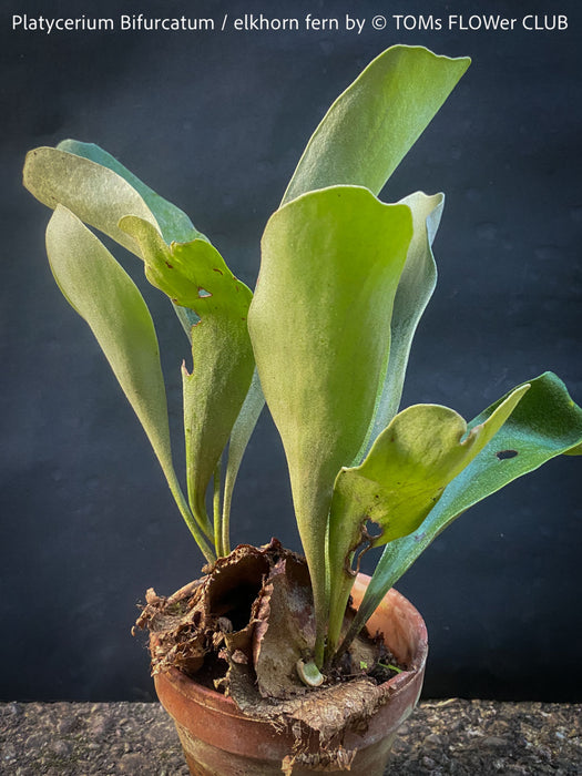 Platycerium bifurcatum, Hirschgeweihfarn, elkhorn fern, organically grown tropical plants for sale at TOMs FLOWer CLUB.