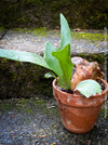 Platycerium bifurcatum, Hirschgeweihfarn, elkhorn fern, organically grown tropical plants for sale at TOMs FLOWer CLUB.