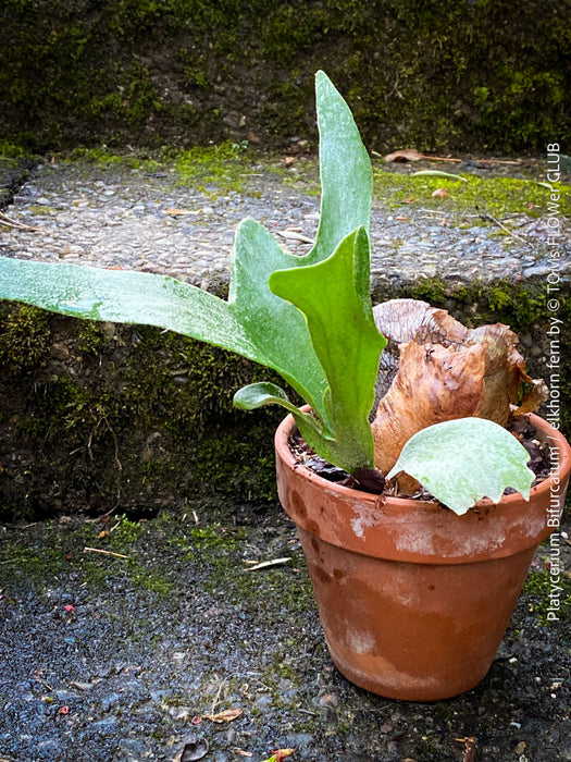 Platycerium bifurcatum, Hirschgeweihfarn, elkhorn fern, organically grown tropical plants for sale at TOMs FLOWer CLUB.