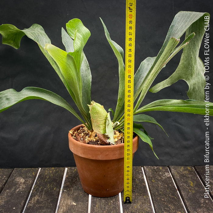 Platycerium bifurcatum, Hirschgeweihfarn, elkhorn fern, organically grown tropical plants for sale at TOMs FLOWer CLUB.