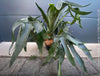 Platycerium bifurcatum, Hirschgeweihfarn, elkhorn fern, organically grown tropical plants for sale at TOMs FLOWer CLUB.