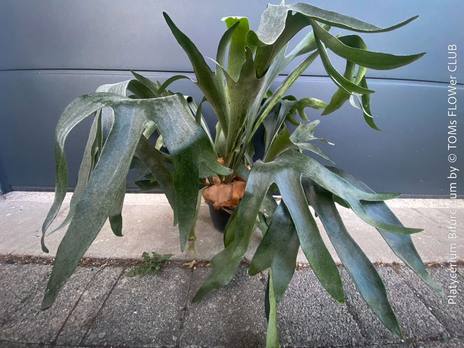 Platycerium bifurcatum, Hirschgeweihfarn, elkhorn fern, organically grown tropical plants for sale at TOMs FLOWer CLUB.