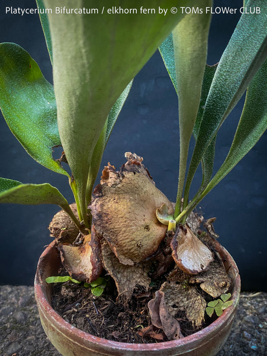 Platycerium bifurcatum, Hirschgeweihfarn, elkhorn fern, organically grown tropical plants for sale at TOMs FLOWer CLUB.