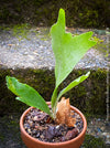 Platycerium bifurcatum, Hirschgeweihfarn, elkhorn fern, organically grown tropical plants for sale at TOMs FLOWer CLUB.