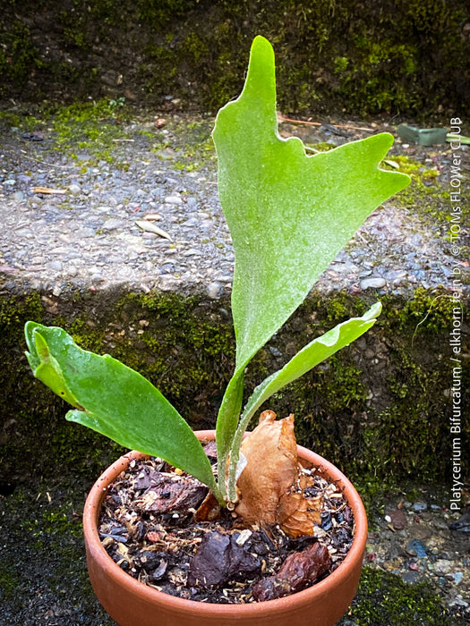 Platycerium bifurcatum, Hirschgeweihfarn, elkhorn fern, organically grown tropical plants for sale at TOMs FLOWer CLUB.