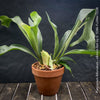 Platycerium bifurcatum, Hirschgeweihfarn, elkhorn fern, organically grown tropical plants for sale at TOMs FLOWer CLUB.