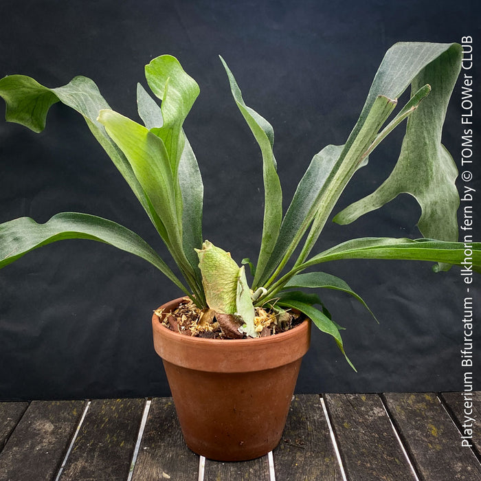 Platycerium bifurcatum, Hirschgeweihfarn, elkhorn fern, organically grown tropical plants for sale at TOMs FLOWer CLUB.