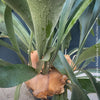 Platycerium bifurcatum, Hirschgeweihfarn, elkhorn fern, organically grown tropical plants for sale at TOMs FLOWer CLUB.