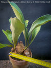 Platycerium bifurcatum, Hirschgeweihfarn, elkhorn fern, organically grown tropical plants for sale at TOMs FLOWer CLUB.