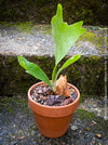 Platycerium bifurcatum, Hirschgeweihfarn, elkhorn fern, organically grown tropical plants for sale at TOMs FLOWer CLUB.