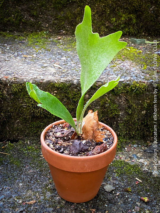 Platycerium bifurcatum, Hirschgeweihfarn, elkhorn fern, organically grown tropical plants for sale at TOMs FLOWer CLUB.