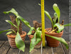 Platycerium bifurcatum, Hirschgeweihfarn, elkhorn fern, organically grown tropical plants for sale at TOMs FLOWer CLUB.