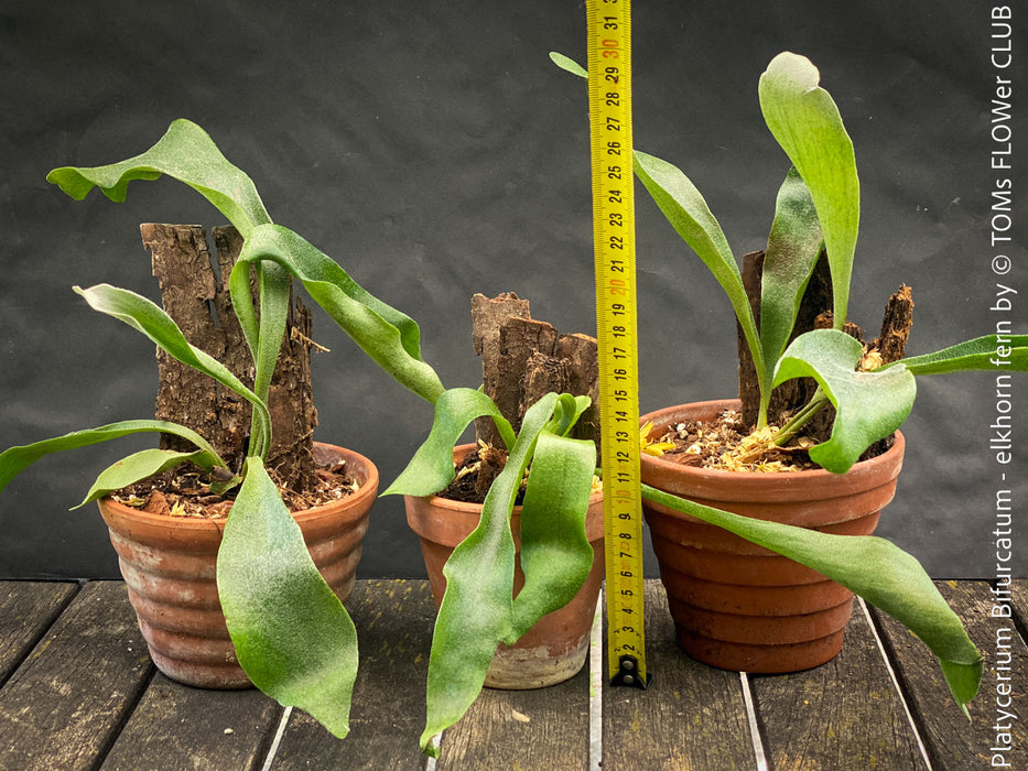 Platycerium bifurcatum, Hirschgeweihfarn, elkhorn fern, organically grown tropical plants for sale at TOMs FLOWer CLUB.