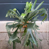 Platycerium bifurcatum, Hirschgeweihfarn, elkhorn fern, organically grown tropical plants for sale at TOMs FLOWer CLUB.