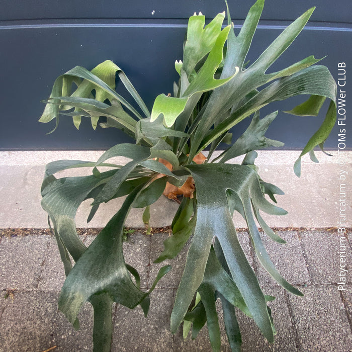 Platycerium bifurcatum, Hirschgeweihfarn, elkhorn fern, organically grown tropical plants for sale at TOMs FLOWer CLUB.