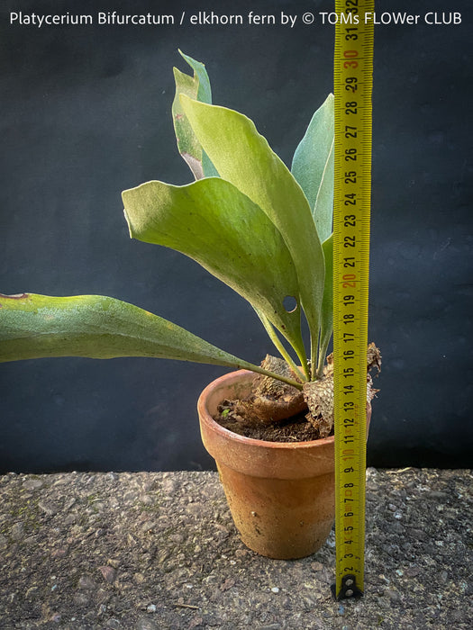 Platycerium bifurcatum, Hirschgeweihfarn, elkhorn fern, organically grown tropical plants for sale at TOMs FLOWer CLUB.