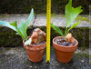 Platycerium bifurcatum, Hirschgeweihfarn, elkhorn fern, organically grown tropical plants for sale at TOMs FLOWer CLUB.