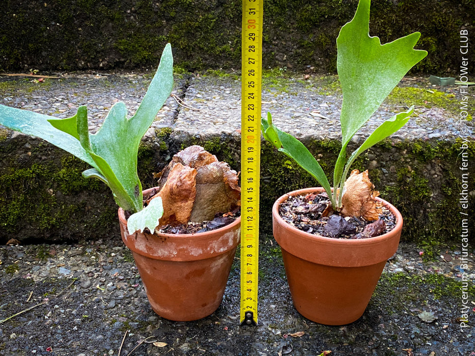 Platycerium bifurcatum, Hirschgeweihfarn, elkhorn fern, organically grown tropical plants for sale at TOMs FLOWer CLUB.
