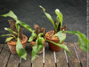 Platycerium bifurcatum, Hirschgeweihfarn, elkhorn fern, organically grown tropical plants for sale at TOMs FLOWer CLUB.