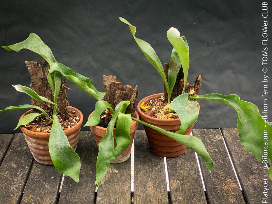 Platycerium bifurcatum, Hirschgeweihfarn, elkhorn fern, organically grown tropical plants for sale at TOMs FLOWer CLUB.