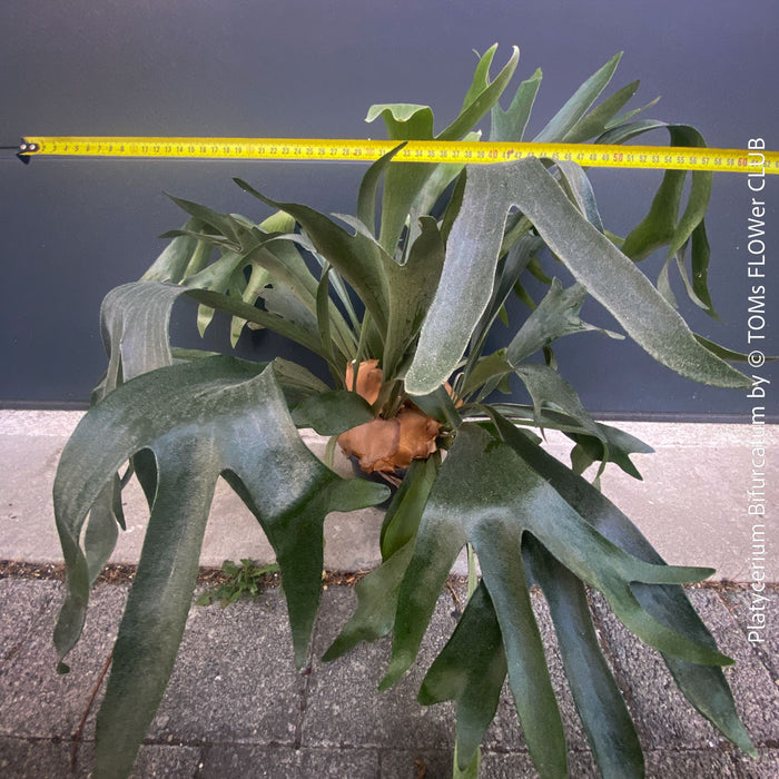 Platycerium bifurcatum, Hirschgeweihfarn, elkhorn fern, organically grown tropical plants for sale at TOMs FLOWer CLUB.