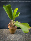 Platycerium bifurcatum, Hirschgeweihfarn, elkhorn fern, organically grown tropical plants for sale at TOMs FLOWer CLUB.