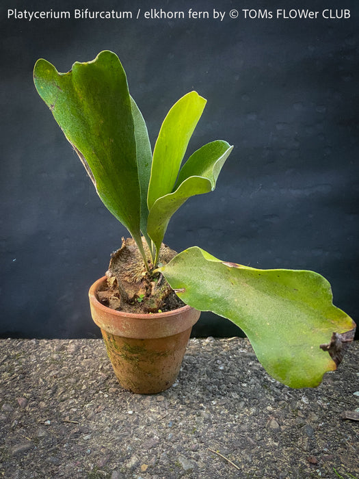 Platycerium bifurcatum, Hirschgeweihfarn, elkhorn fern, organically grown tropical plants for sale at TOMs FLOWer CLUB.