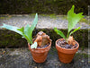 Platycerium bifurcatum, Hirschgeweihfarn, elkhorn fern, organically grown tropical plants for sale at TOMs FLOWer CLUB.