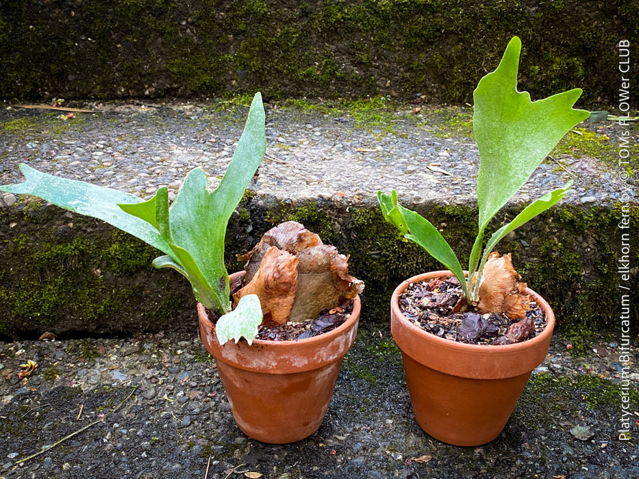 Platycerium bifurcatum, Hirschgeweihfarn, elkhorn fern, organically grown tropical plants for sale at TOMs FLOWer CLUB.