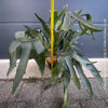 Platycerium bifurcatum, Hirschgeweihfarn, elkhorn fern, organically grown tropical plants for sale at TOMs FLOWer CLUB.